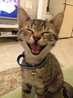 Cat10