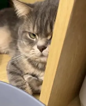Cat13