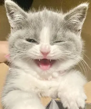 Cat14