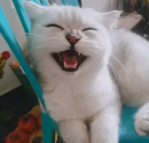 Cat9