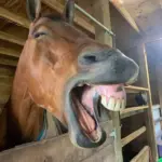 Horse1