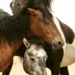 Horse12
