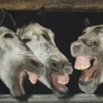 Horse13