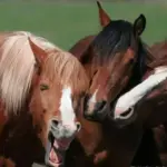 Horse14