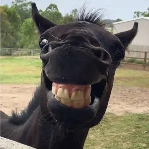 Horse18