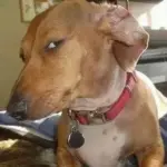 funny dog side eye reaction