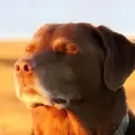 browndog