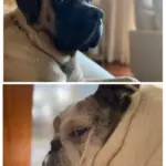 dog brothers