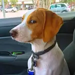 dog sitting in car