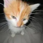 kitten
