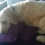 laid on sofa