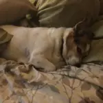trying to sleep